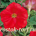 Петуния каскадная (Petunia trayling F1) Trilogy Scarlet, 5 драже