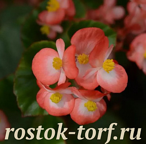Бегония гибридная (Begonia x hybrida) Baby Wing Bicolor, 3 драже