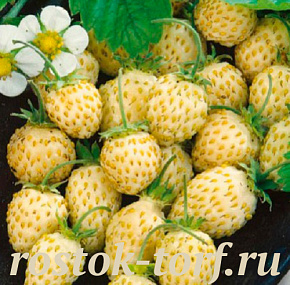 Big pack Земляника ремонтантная Золотинка, 100 семян