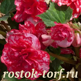 Бегония клубневая (Begonia tuberosa) On Top Polka Dot, 3 драже