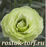 Эустома(Лизиантус) махровая (Eustoma grandiflorum) Croma F1 II Green, 5 драже
