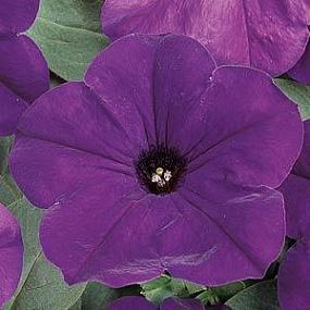 Петуния ампельная (Petunia trayling F1) Easy Wave Blue, 5 драже