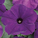 Петуния ампельная (Petunia trayling F1) Easy Wave Blue, 5 драже