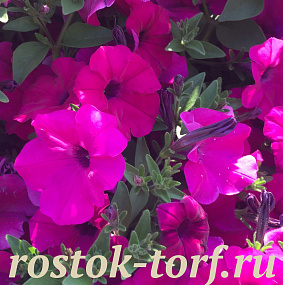 Big pack Петуния многоцветковая Petunia x hybrida My Love (Amore Mio) F1 Violet, 30 драже