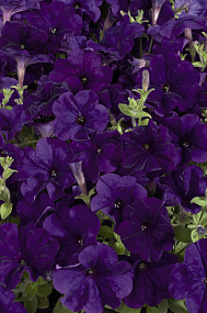 Петуния многоцветковая (Petunia hybrida F1 multiflora) Celebrity Blue , 10 драже