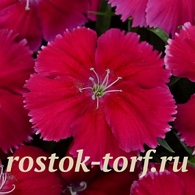 Гвоздика (Dianthus chinensis) Coronet™ Cherry Red, 5 драже