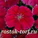 Гвоздика (Dianthus chinensis) Coronet™ Cherry Red, 5 драже