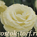 Эустома(Лизиантус) махровая (Eustoma grandiflorum) Arena Gold, 5 драже