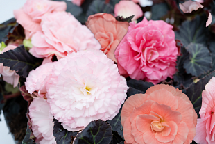 Бегония клубневая (Begonia tuberhybrida) Nonstop Mocca Light Pink Shades, 5 драже