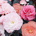Бегония клубневая (Begonia tuberhybrida) Nonstop Mocca Light Pink Shades, 5 драже