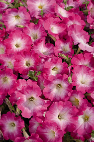 Петуния многоцветковая (Petunia hybrida F1 multiflora) Celebrity Pink Morn, 10 драже