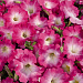 Петуния многоцветковая (Petunia hybrida F1 multiflora) Celebrity Pink Morn, 10 драже