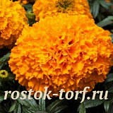 Big pack Бархатцы прямостоячие (Tagetes erecta F1) Big Top Orange, 30 очищ. семян