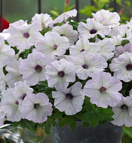 Петуния каскадная (Petunia trayling F1) Trilogy Silver blotch, 5 драже
