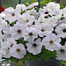 Петуния каскадная (Petunia trayling F1) Trilogy Silver blotch, 5 драже