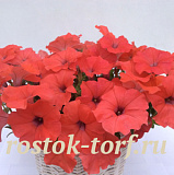 Петуния многоцветковая Petunia x hybrida My Love (Amore Mio) F1 Orange Red, 5 драже
