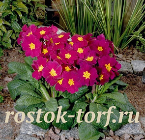 Примула Primula elatior Crescendo® Wine, 5 драже