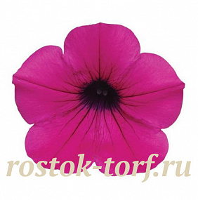 Петуния ампельная многоцветковая (Petunia trayling F1) Wave Purple Classic, 5 драже