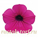 Петуния ампельная многоцветковая (Petunia trayling F1) Wave Purple Classic, 5 драже