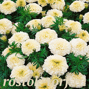 Бархатцы прямостоячие (Tagetes erecta) Kilimanjaro, 10 шт семян
