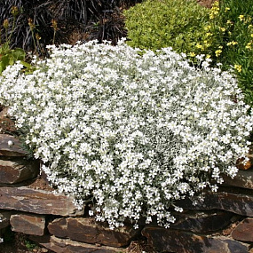 Ясколка Биберштейна (Cerastium) Biebersteinii, 20 шт. семян