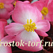 Бегония вечноцветущая (Begonia semperflorens) Senator iQ Bicolor, 10 драже