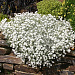 Ясколка Биберштейна (Cerastium) Biebersteinii, 20 шт. семян