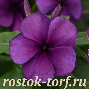 Big pack Катарантус розовый (Vinca rosea) Tattoo Blueberry , 30 семян