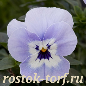 Виола виттрока (Viola wittrockiana F1) Freefall Marina, 5 семян