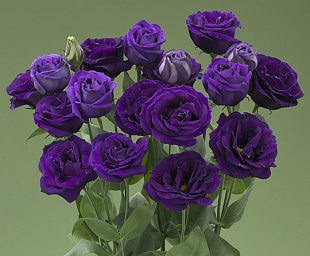 Эустома(Лизиантус) махровая (Eustoma grandiflorum) Arena Purple, 5 драже