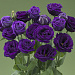 Эустома(Лизиантус) махровая (Eustoma grandiflorum) Arena Purple, 5 драже