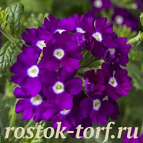 Вербена ампельная Obsession Cascade F1 Purple Shades with eye, 5 шт