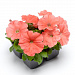 Big pack Петуния многоцветковая (Petunia multiflora) Damask F1 Salmon , 30 драже