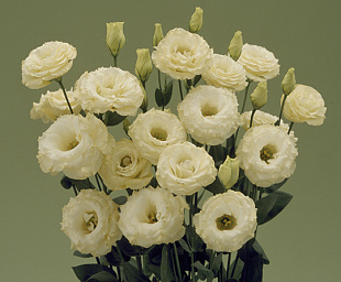 Эустома(Лизиантус) махровая (Eustoma grandiflorum) Arena Gold, 5 драже