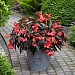 Бегония гибридная (Begonia x hybrida) Dragon Wing Red Bronze Leaf, 3 драже