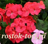 Пеларгония зональная (Pelargonium x hortorum) Mint Chock Cherry, 3 прайм. семян