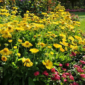 Big pack  Гайллардия крупноцветковая (Gailardia grandiflora) Mesa Yellow, 30 шт очищ. семян