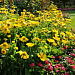 Big pack  Гайллардия крупноцветковая (Gailardia grandiflora) Mesa Yellow, 30 шт очищ. семян