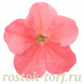 Big pack Петуния крупноцветковая (Petunia grandiflora F1) Success! 360° Deep  Salmon, 30 драже