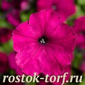 Big pack Петуния многоцветковая (Petunia multiflora) Damask F1 Purple,30 драже