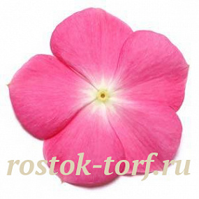 Катарантус розовый (Vinca rosea) Pacifica – Xp Rose Halo, 10 семян