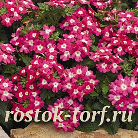 Вербена гибридная (Verbena hybrida) Tuscany Rose with Eye, 5 шт семян