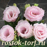 Эустома(Лизиантус) (Eustoma grandiflorum) Julietta Pink, 5 драже