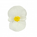 Бегония вечноцветущая Begonia semperflorens Super Cool White, 10 драже