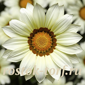 Гацания жестковатая (Gazania rigens F1) Big Kiss White, 5 семян