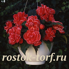 Бегония клубневая (Begonia tuberosa) Amerihybrid Picotee Lace Red, 3 драже