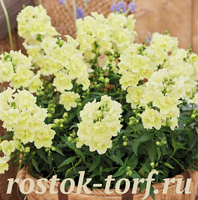 Львиный зев (Antirhinum majus F1) Twinny Lemon, 10 семян