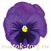 Big pack Виола виттрока (Viola wittrockiana) Inspire® DeluXXe Blue Surprise, 30 шт