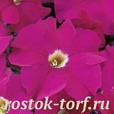 Big pack Петуния крупноцветковая (Petunia grandiflora) Dreams Neon Rose,30 драже