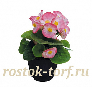 Бегония вечноцветущая Begonia semperflorens Super Cool Blush, 10 драже